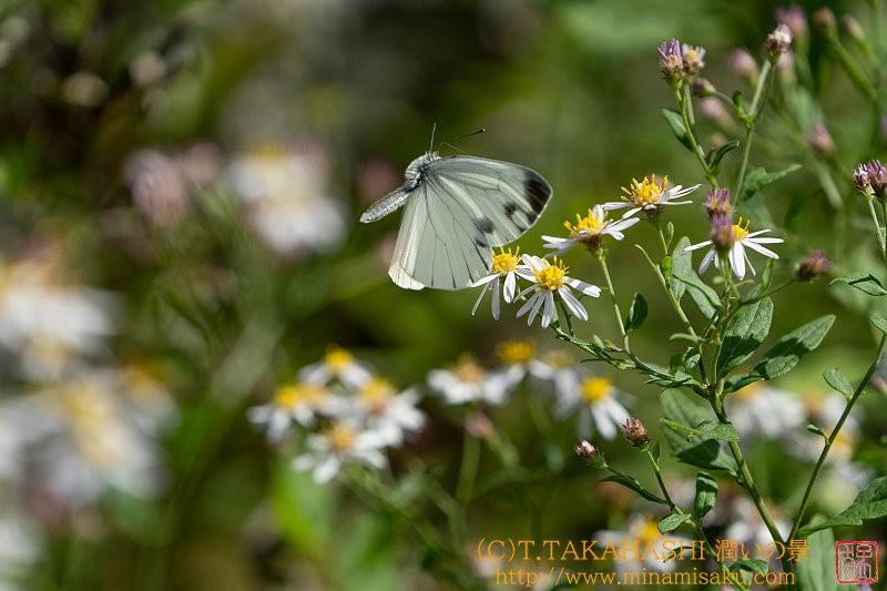 ../Images/7R240914 (66).jpg